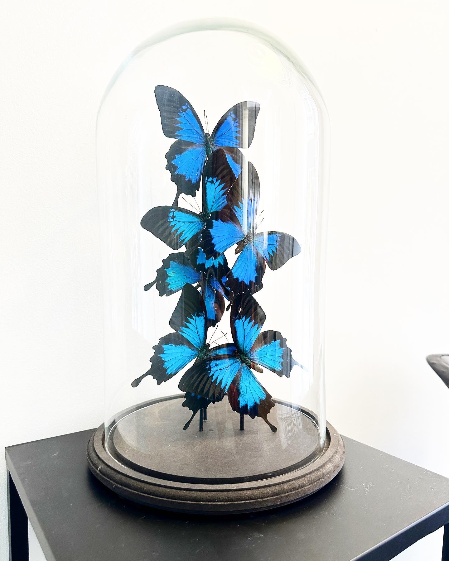 🔴 Papillons•Bleus