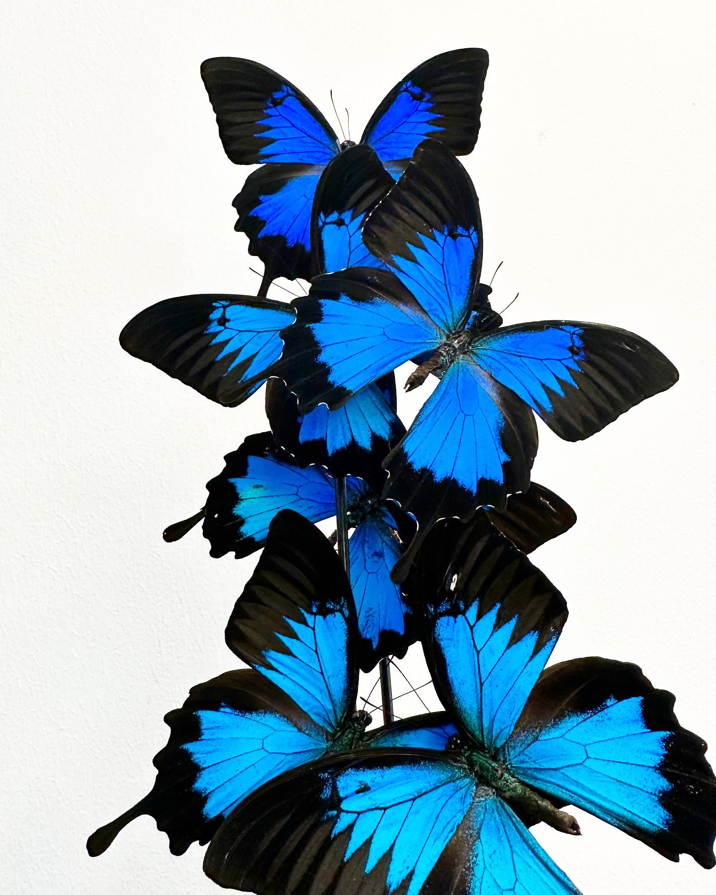 papillons-bleus-ulysse-globe-aurore-morisse-décoration-liege-antique-design-affaire-conclue6EAEB89D-D4C4-47BF-92D6-1AE1C7100726-2